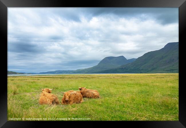 Highland cattle in North West Highlands, Scotland  Framed Print by Delphimages Art