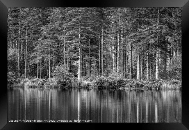 Pine tree reflections at Lochan near Glencoe, blac Framed Print by Delphimages Art