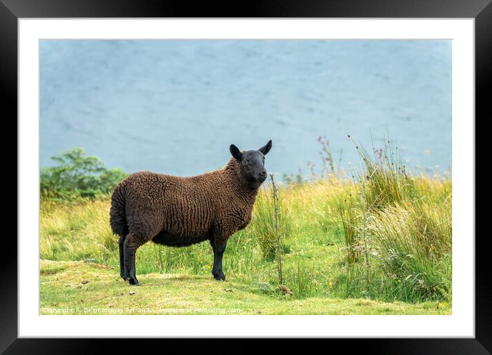 Black sheep in a meadow in the Highlands, Scotland Framed Mounted Print by Delphimages Art