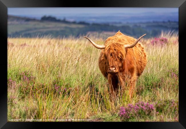 Highland cow in the moor in Dartmoor, Devon Framed Print by Delphimages Art