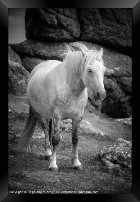 Dartmoor pony, black and white Framed Print by Delphimages Art