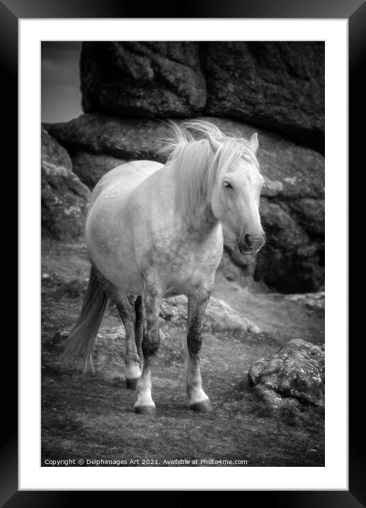 Dartmoor pony, black and white Framed Mounted Print by Delphimages Art