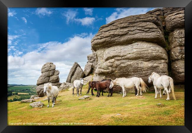 Herd of Dartmoor Ponies near Saddle Tor, Devon Framed Print by Delphimages Art