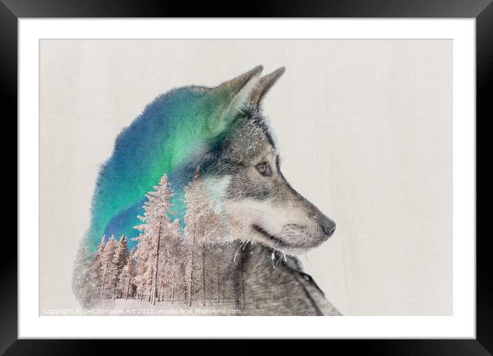 Double exposure husky dog and snowy landscape Framed Mounted Print by Delphimages Art