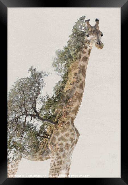 Double exposure giraffe and savannah landscape Framed Print by Delphimages Art