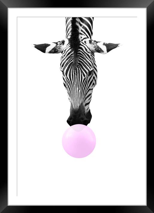 Bubble gum zebra, funny animal Framed Mounted Print by Delphimages Art