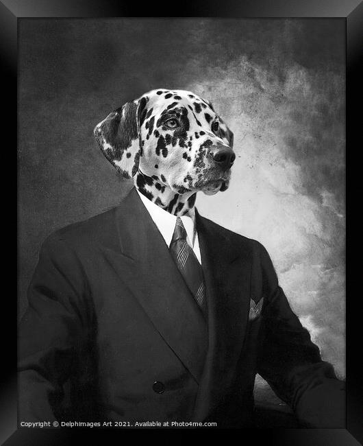 Portrait of a dalmatian dog in a black suit Framed Print by Delphimages Art