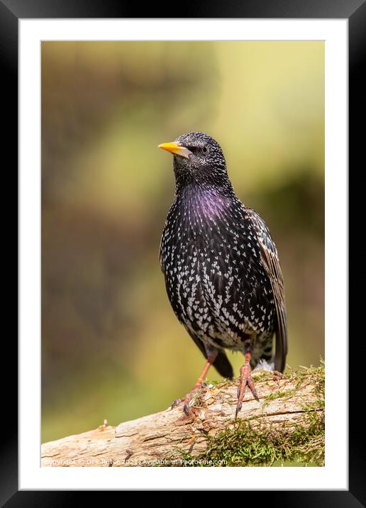 Common starling (Sturnus vulgaris) Framed Mounted Print by Dirk Rüter
