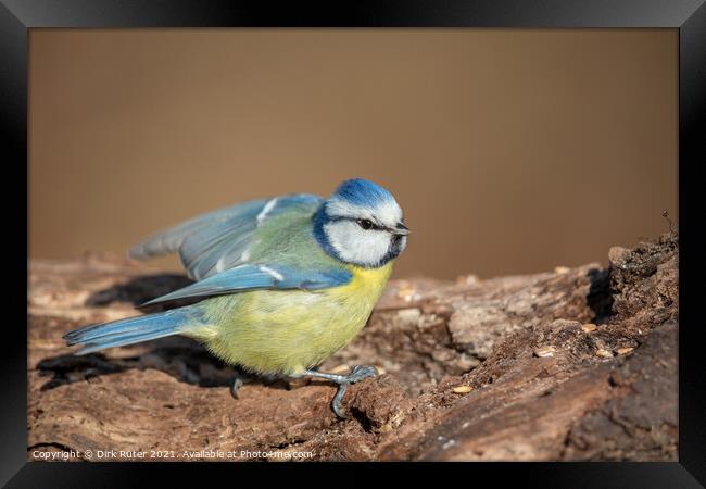 Blue Tit (Cyanistes caeruleus) Framed Print by Dirk Rüter