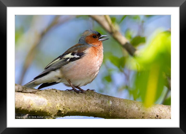 Common Chaffinch (Fringilla coelebs) Framed Mounted Print by Dirk Rüter