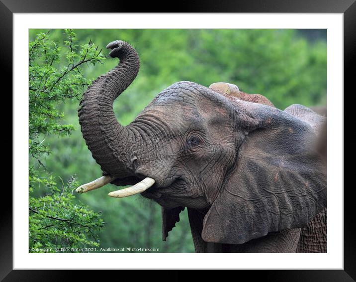 African Elephant (Loxodonta africana) Framed Mounted Print by Dirk Rüter