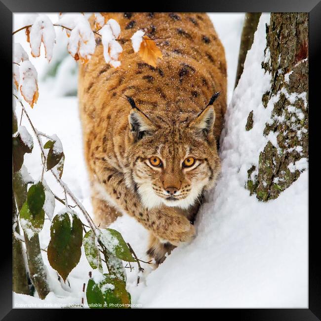 Eurasian lynx (Lynx lynx) Framed Print by Dirk Rüter