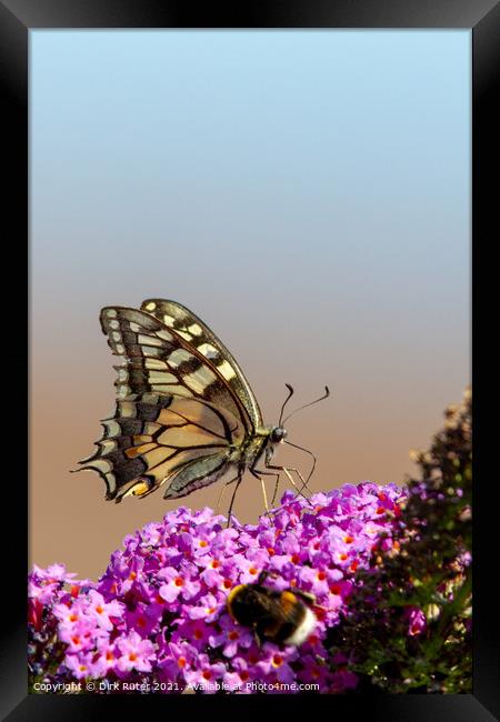 Swallowtail (Papilio machaon) Framed Print by Dirk Rüter