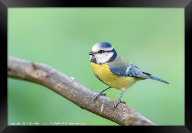 Blue Tit (Cyanistes caeruleus) Framed Print by Dirk Rüter