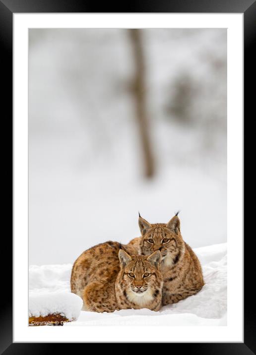Eurasian lynx (Lynx lynx) Framed Mounted Print by Dirk Rüter