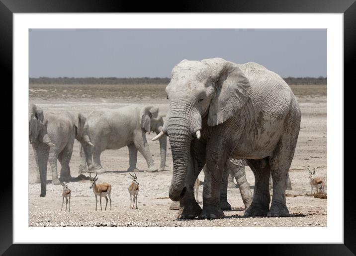 Elephants and Springbok Framed Mounted Print by Dirk Rüter