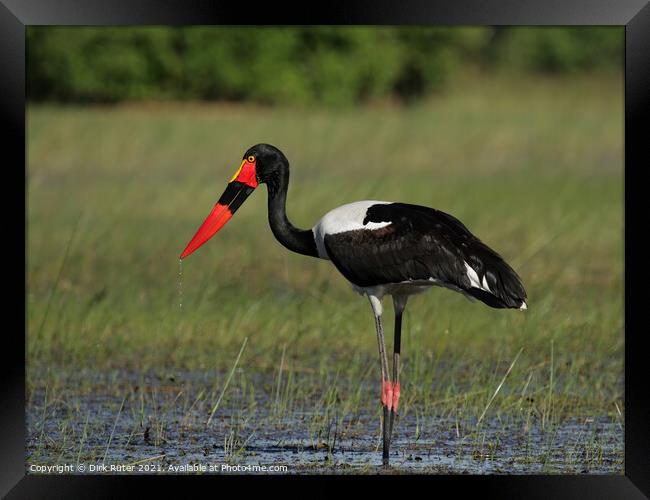 Saddle-billed Stork Framed Print by Dirk Rüter