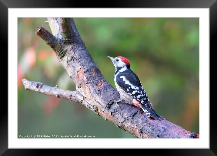 Middle Spotted Woodpecker (Dendrocoptes medius) Framed Mounted Print by Dirk Rüter