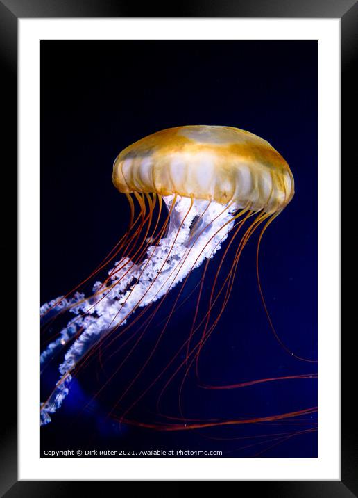 Pacific sea nettle (Chrysaora fuscescens) Framed Mounted Print by Dirk Rüter