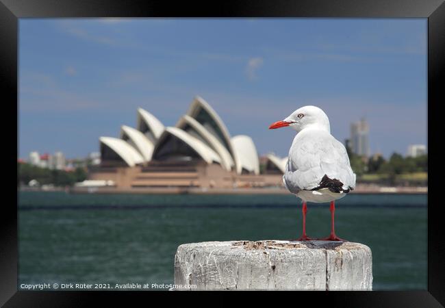 Silver Gull in Sydney Framed Print by Dirk Rüter