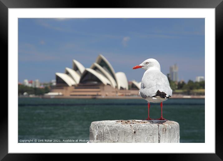 Silver Gull in Sydney Framed Mounted Print by Dirk Rüter