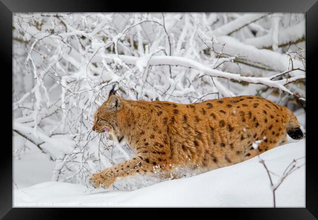 Eurasian lynx (Lynx lynx) Framed Print by Dirk Rüter