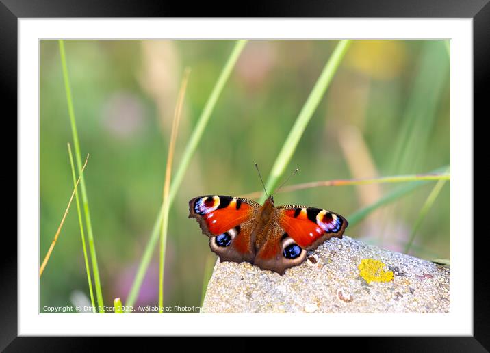 European peacock (Aglais io) Framed Mounted Print by Dirk Rüter