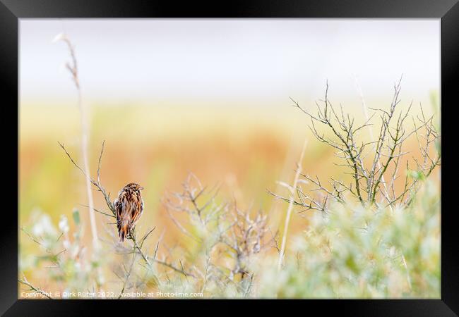 Common reed bunting (Emberiza schoeniclus) Framed Print by Dirk Rüter