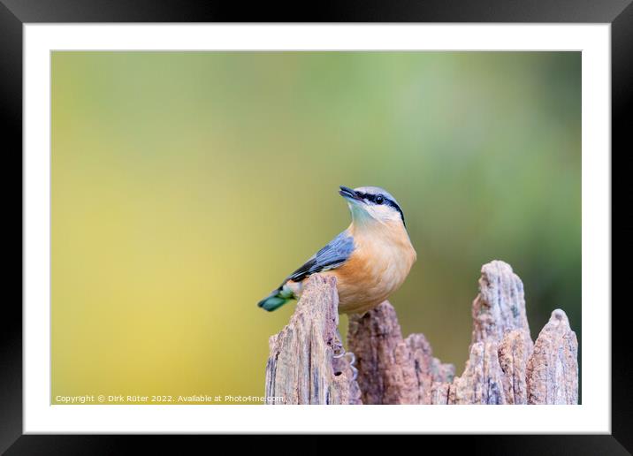 Eurasian nuthatch (Sitta europaea) Framed Mounted Print by Dirk Rüter