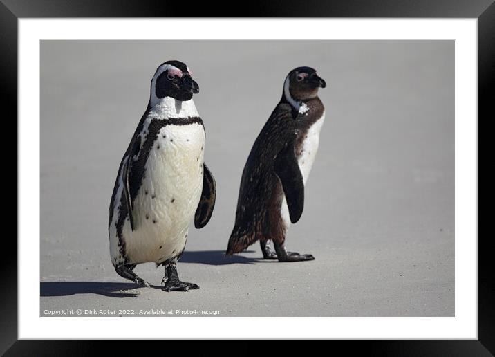 African Penguins (Spheniscus demersus) Framed Mounted Print by Dirk Rüter