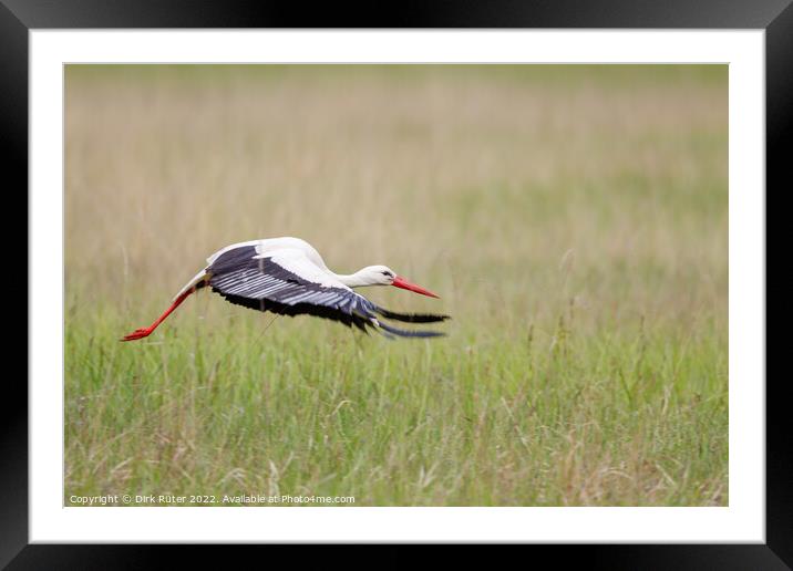 White Stork (Ciconia ciconia) Framed Mounted Print by Dirk Rüter