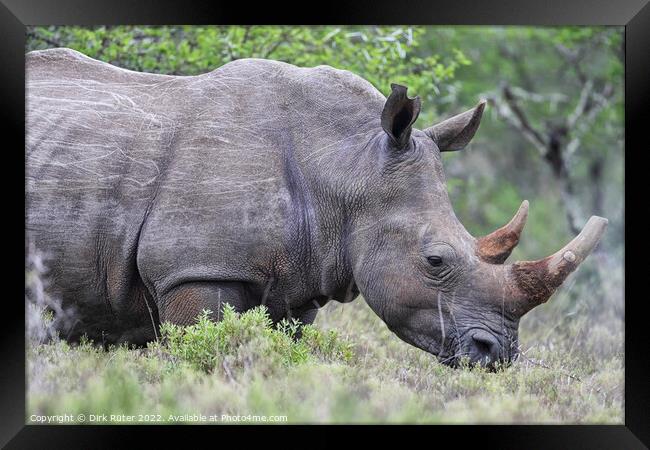 Square-lipped Rhinoceros (Ceratotherium simum) Framed Print by Dirk Rüter