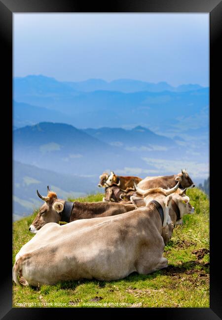 Cows in the Allgäu Framed Print by Dirk Rüter