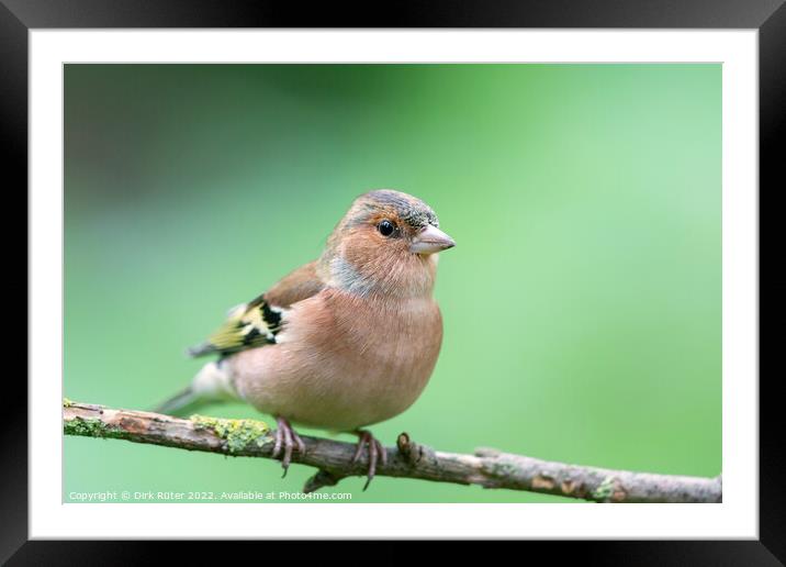 Chaffinch (Fringilla coelebs) Framed Mounted Print by Dirk Rüter