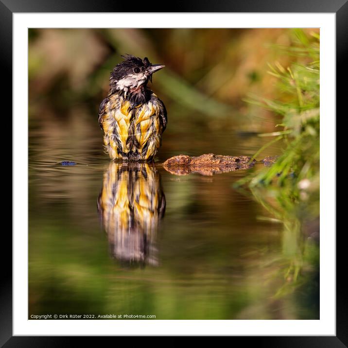 Great Tit (Parus major) Framed Mounted Print by Dirk Rüter