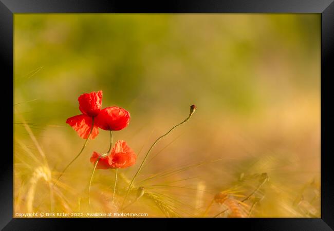 Red poppies Framed Print by Dirk Rüter