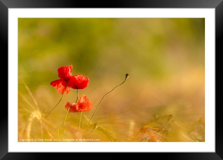 Red poppies Framed Mounted Print by Dirk Rüter