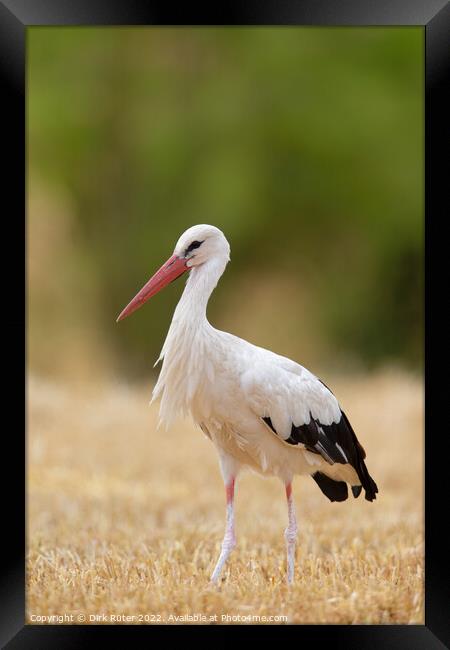 White Stork (Ciconia ciconia) Framed Print by Dirk Rüter