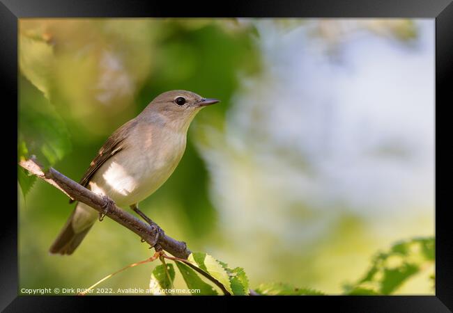 Garden warbler (Sylvia borin) Framed Print by Dirk Rüter