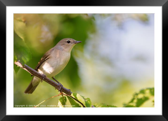 Garden warbler (Sylvia borin) Framed Mounted Print by Dirk Rüter