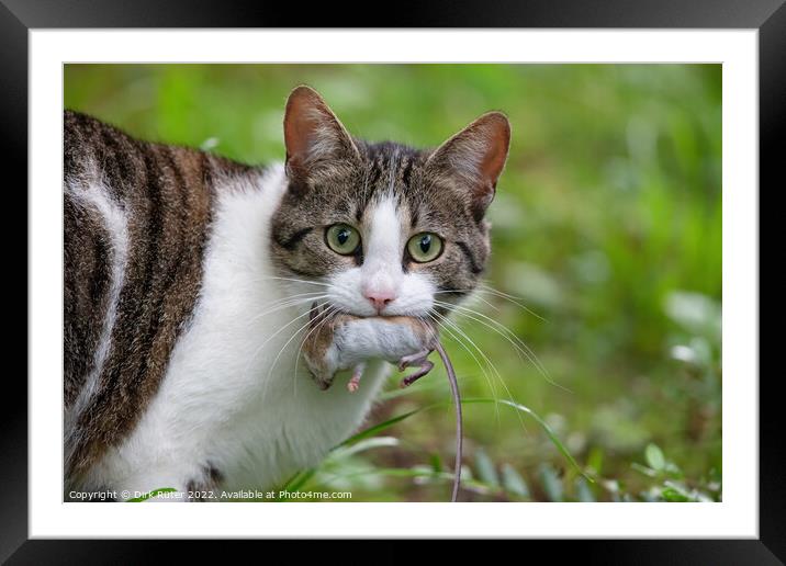 Cat with mouse Framed Mounted Print by Dirk Rüter