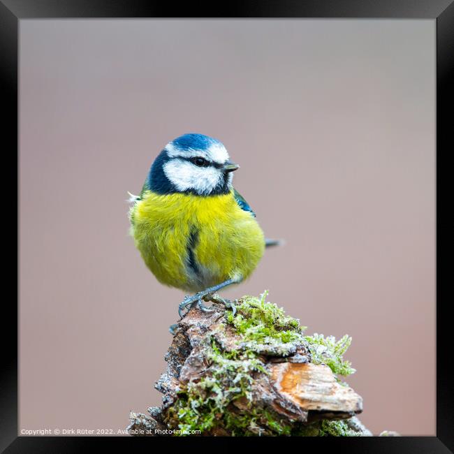 Eurasian blue tit (Cyanistes caeruleus) Framed Print by Dirk Rüter