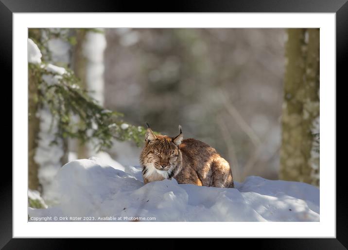 Eurasian Lynx (Lynx lynx) Framed Mounted Print by Dirk Rüter