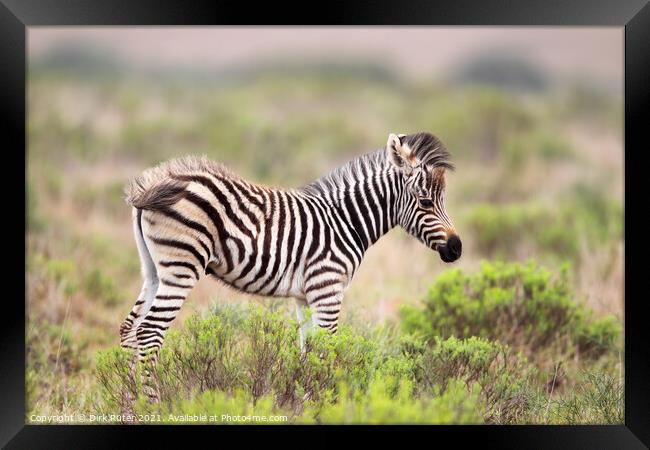 Plains Zebra (Equus quagga) Framed Print by Dirk Rüter