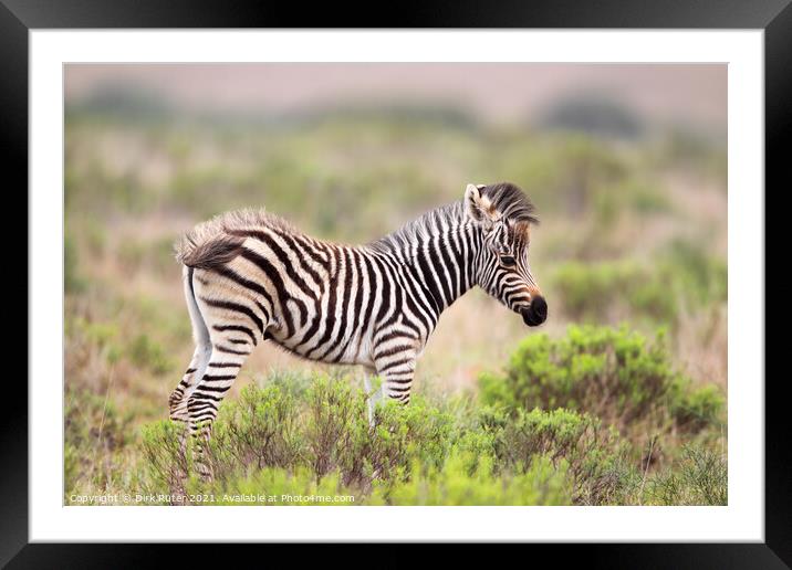 Plains Zebra (Equus quagga) Framed Mounted Print by Dirk Rüter