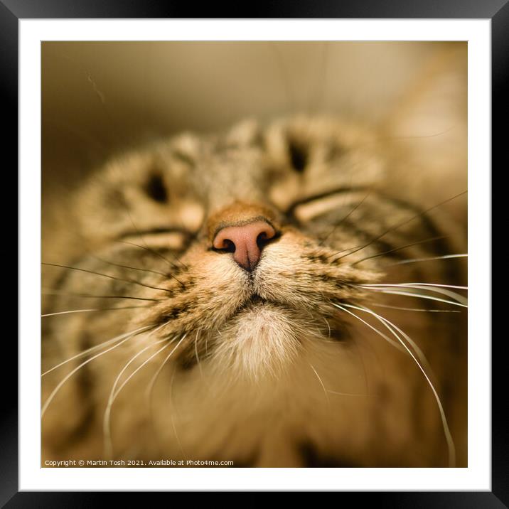 Pickle- happy cat face Framed Mounted Print by Martin Tosh