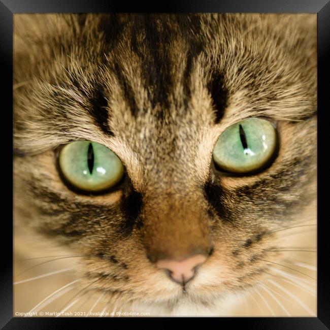 The eyes have it- Cat face close up Framed Print by Martin Tosh