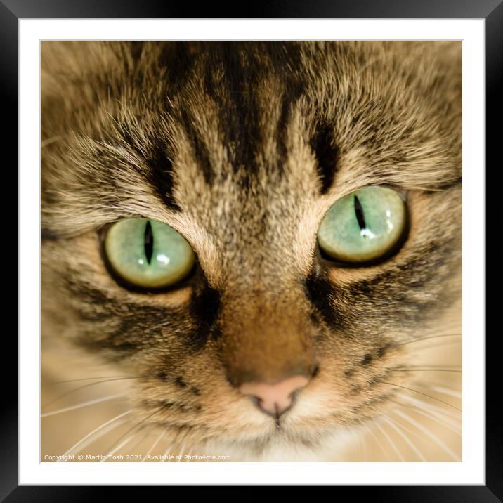 The eyes have it- Cat face close up Framed Mounted Print by Martin Tosh