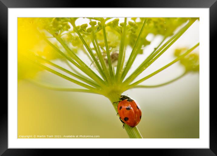 Into the lair. ladybird on fennel stem Framed Mounted Print by Martin Tosh