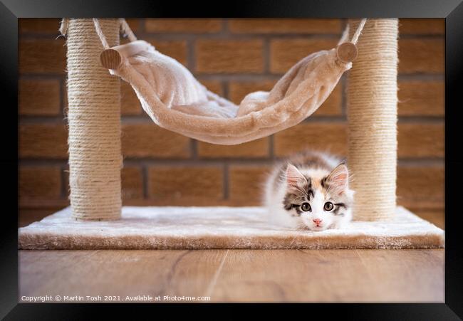 Calico kitten under cat hammock Framed Print by Martin Tosh